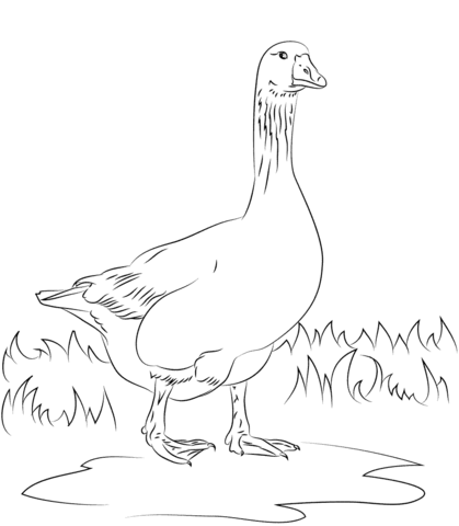 Emden Domestic Goose  Coloring Page